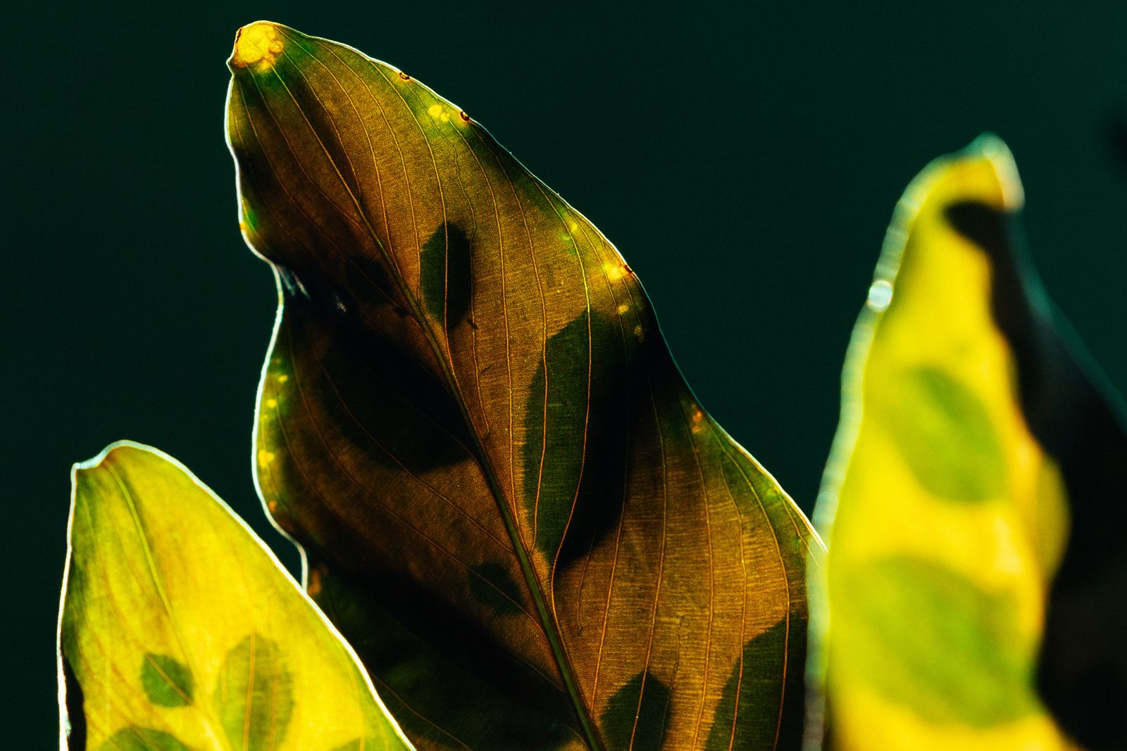 Close-up of colourful croton leaves