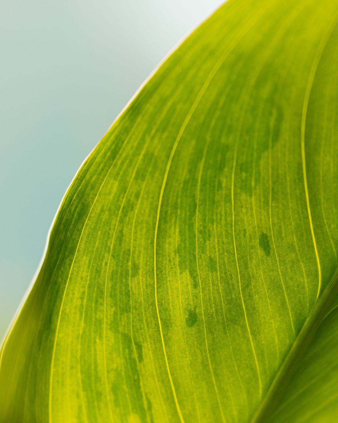 Soft-focus close-up of a fresh green leaf