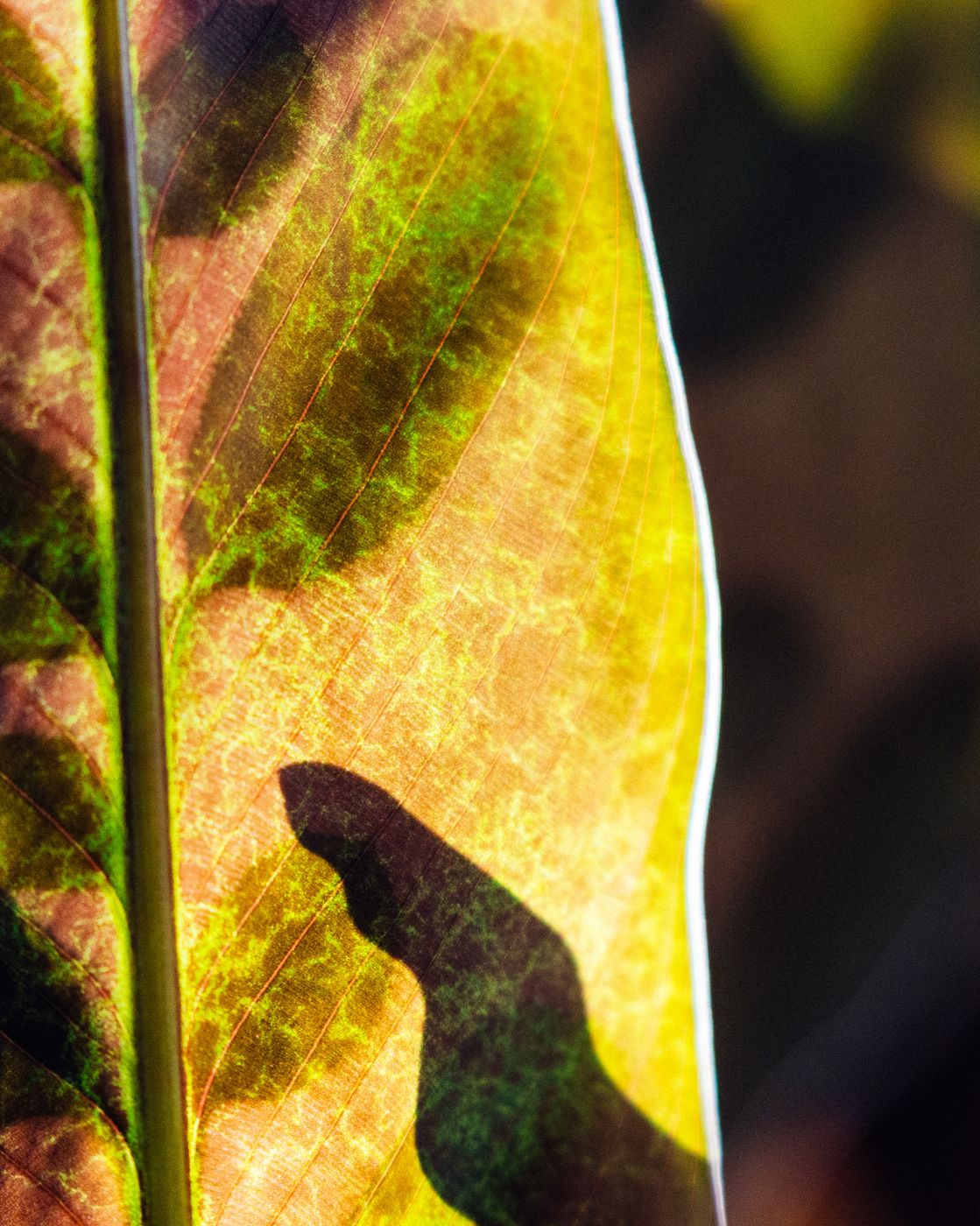Close-up of a backlit leaf showing its veins