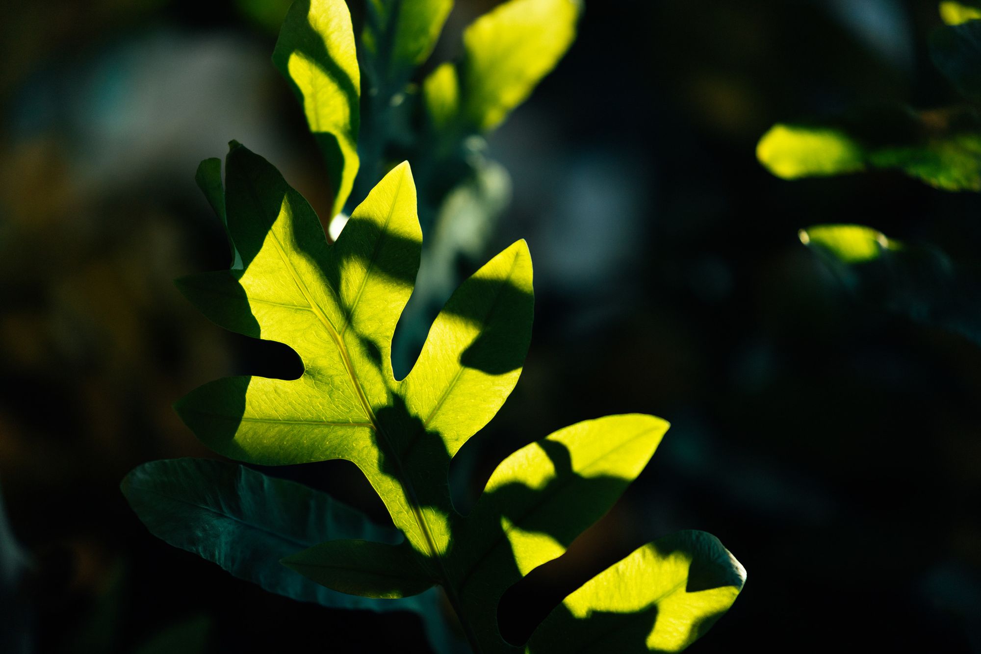 Glossy leaves lit by low sun against a dark background