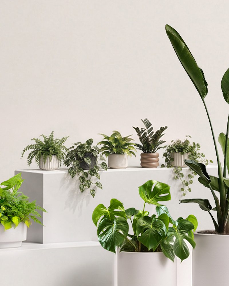 Accent planters