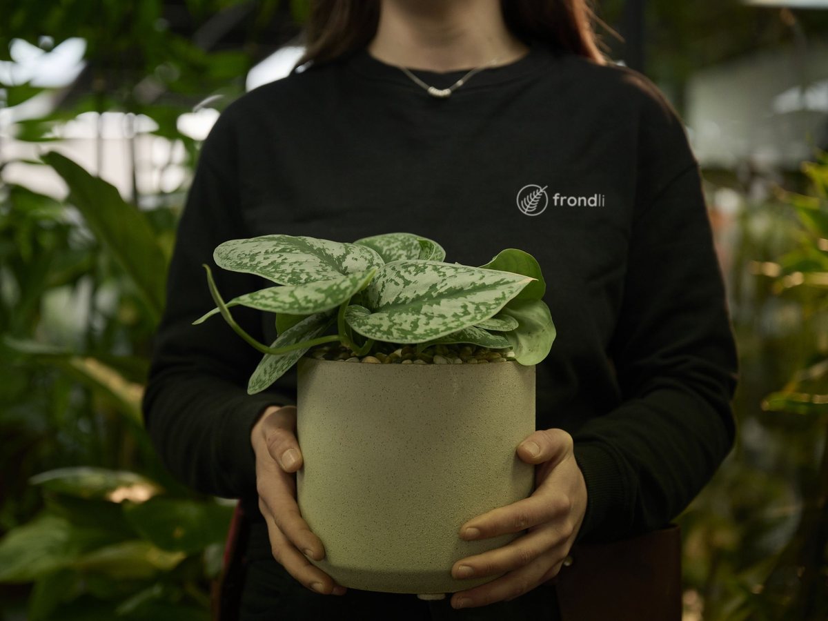 A frondli horticulturist carrying a potted plant for install