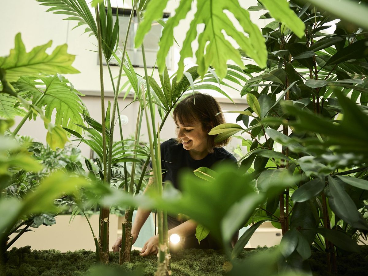 A frondli horticulturist tending plants on a care visit